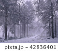 Winter in forest. 42836401