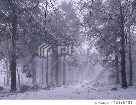 Winter in forest. 42836401