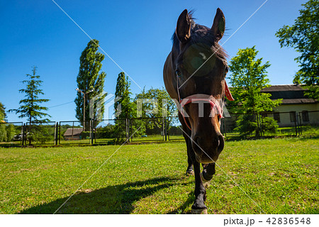 Horse walking to camera closeup look perspective Horse walking to camera closeup look perspective 42836548