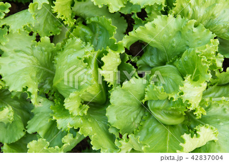 Green lettuce plants in growth at garden top view 42837004