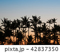 【ハワイ】ヤシの木　シルエット　サンセット 42837350