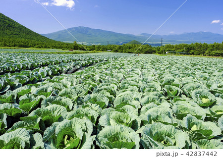 四阿山と草津白根山とキャベツ畑 四阿山と草津白根山とキャベツ畑 42837442