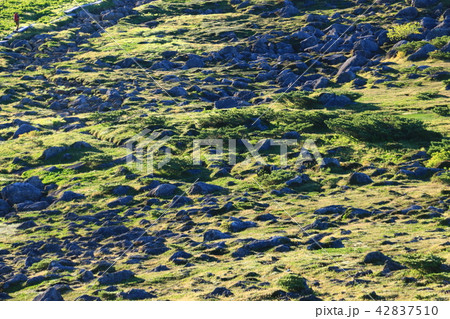 北アルプス雲ノ平　日本最後の秘境を歩く　高山植物と岩 42837510