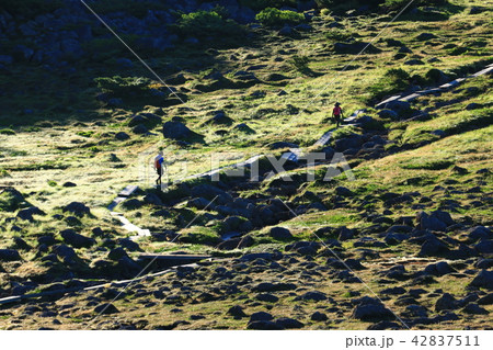 北アルプス雲ノ平　日本最後の秘境を歩く　高山植物と岩 42837511