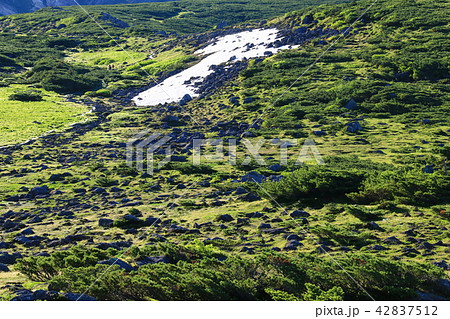 北アルプス雲ノ平　日本最後の秘境を歩く　高山植物と岩 42837512