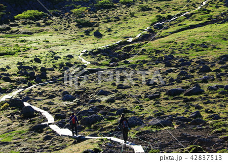 北アルプス雲ノ平　日本最後の秘境を歩く　高山植物と岩 42837513