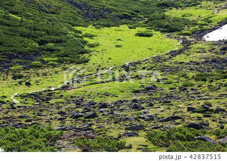 北アルプス雲ノ平　日本最後の秘境を歩く　高山植物と岩 42837515