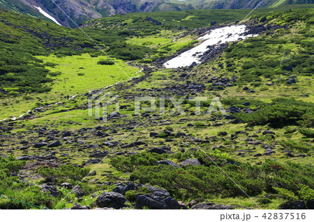 北アルプス雲ノ平　日本最後の秘境を歩く　高山植物と岩 42837516