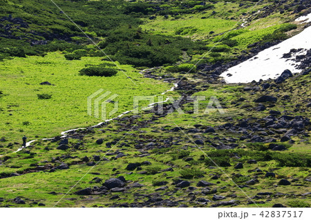 北アルプス雲ノ平　日本最後の秘境を歩く　高山植物と岩 42837517