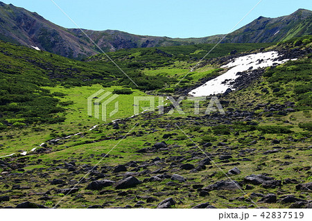 北アルプス雲ノ平　日本最後の秘境を歩く　高山植物と岩 42837519