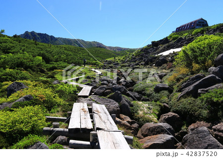北アルプス雲ノ平　日本最後の秘境を歩く　高山植物と岩 42837520