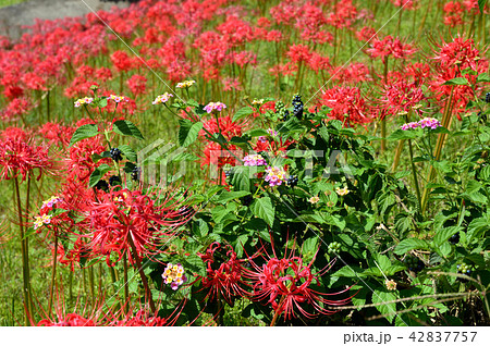 秋の草花 42837757
