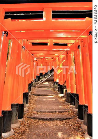 京都 伏見稲荷大社 千本鳥居 京都 伏見稲荷大社 千本鳥居 42838345
