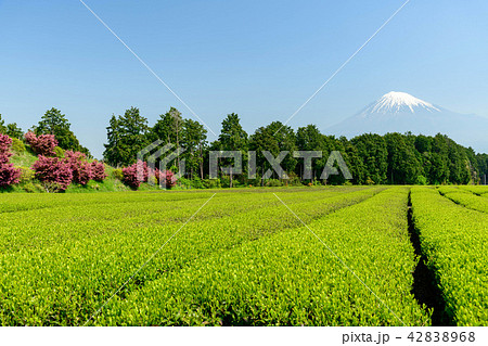 静岡県富士宮市山本からツツジと茶畑と富士山 42838968