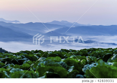 雲海 白菜畑 アンバンデギ 42839331