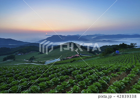 雲海 風景 白菜 42839338