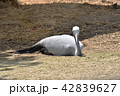 ハゴロモヅル 42839627