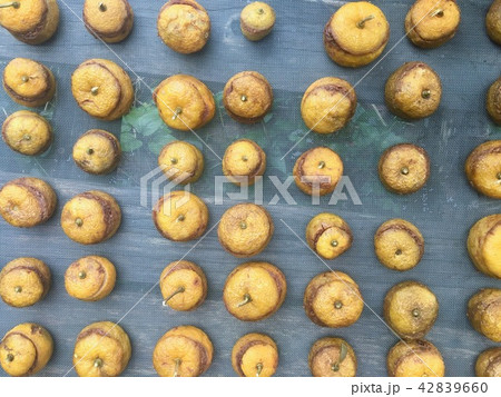 柚餅子の天日干し 柚餅子の天日干し 42839660