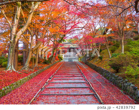毘沙門堂の紅葉と散りモミジ 42839792