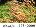para grass in the garden on summer. 42840009