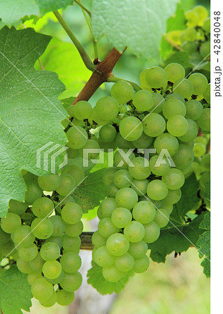 ワイン用ブドウ シャルドネ ワイン用ブドウ シャルドネ 42840048