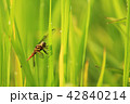 dragonfly flying in the rice field after raining. 42840214