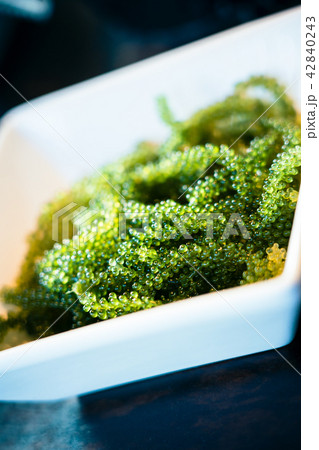 海ぶどう 42840243