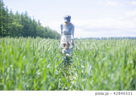 畑の親子 42840331