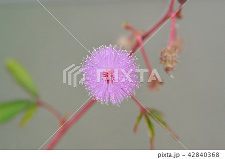オジギソウの花 オジギソウの花 42840368