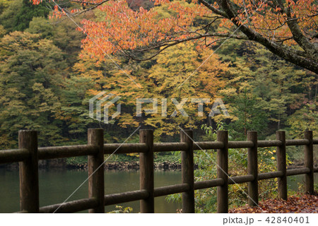 鳥取　四季の散歩　秋　芦津渓谷 42840401