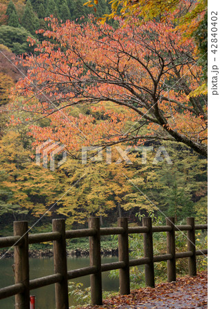 鳥取　四季の散歩　秋　芦津渓谷 42840402