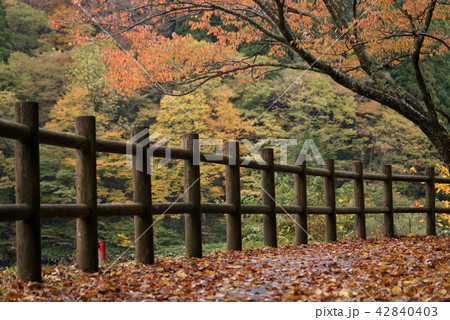 鳥取　四季の散歩　秋　芦津渓谷 42840403