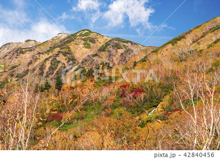 栂池自然園の紅葉 42840456