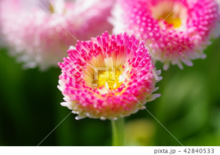 デージー 42840533