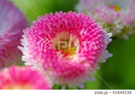 デージー 42840536