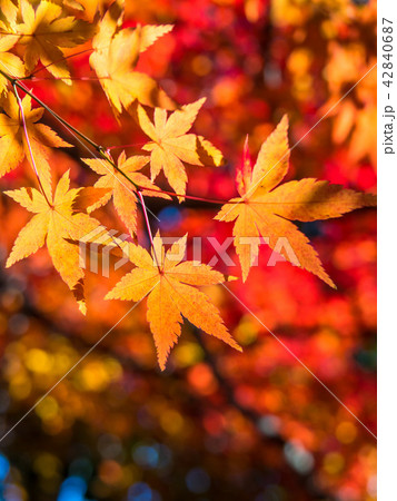 鮮やかな紅葉 鮮やかな紅葉 42840687