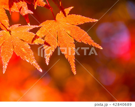 鮮やかな紅葉 鮮やかな紅葉 42840689