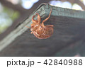 セミの抜け殻 42840988