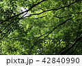 緑 42840990