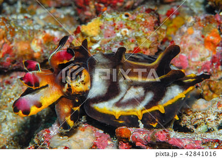 ハナイカ 42841016