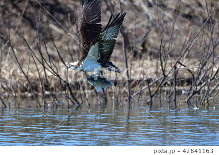 ミサゴの狩り ミサゴの狩り 42841163