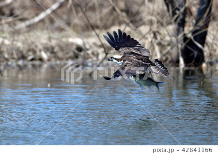 ミサゴの狩り ミサゴの狩り 42841166