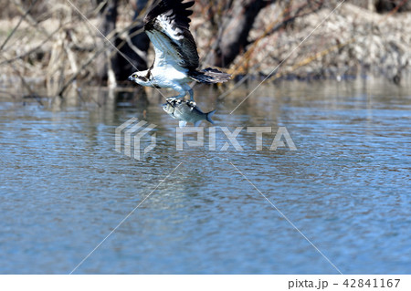 ミサゴの狩り ミサゴの狩り 42841167