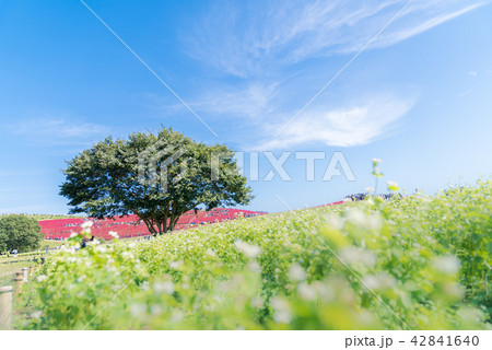 Kochia and cosmos filed Hitachi Ibaraki Japan Kochia and cosmos filed Hitachi Ibaraki Japan 42841640