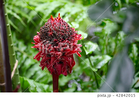 トーチジンジャー トーチジンジャー 42842015