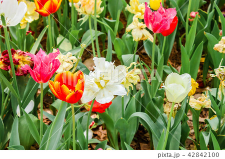 Focus of colorful tulips in hitachi seaside park Focus of colorful tulips in hitachi seaside park 42842100