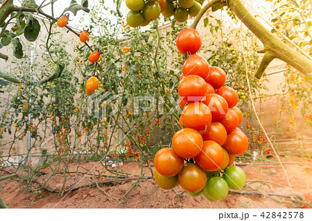 Close focus of hand holding sweet million tomato Close focus of hand holding sweet million tomato 42842578