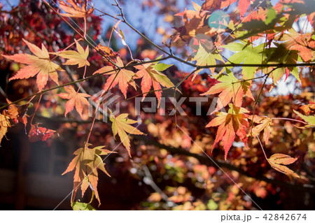 台湾 赤い葉 モミジの葉 42842674
