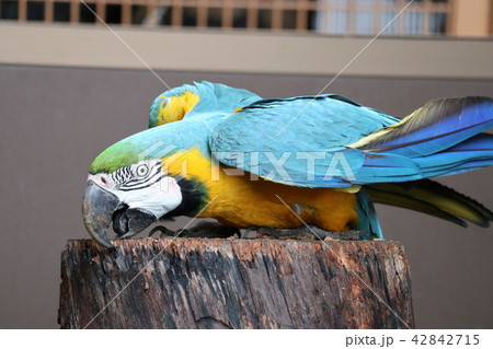 鮮やかな色　ルリコンゴウインコ 42842715