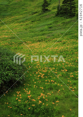 志賀高原東館山高山植物園　ニッコウキスゲ群落 42842716